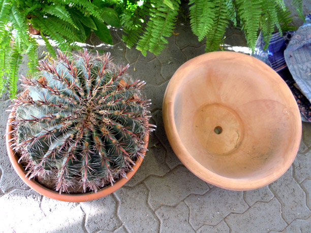 Ferocactus e vaso nuovo