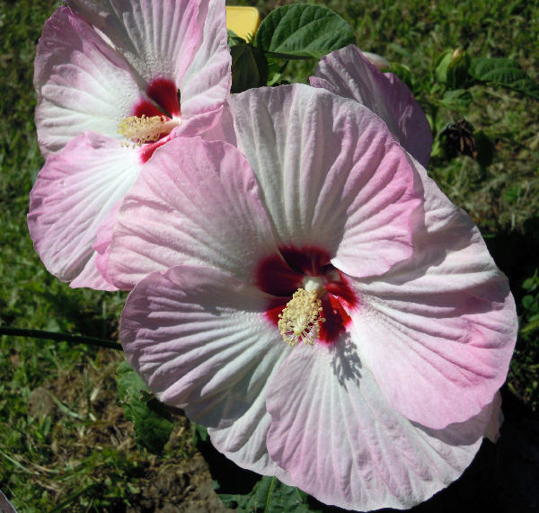 Hibiscus palustris rosa