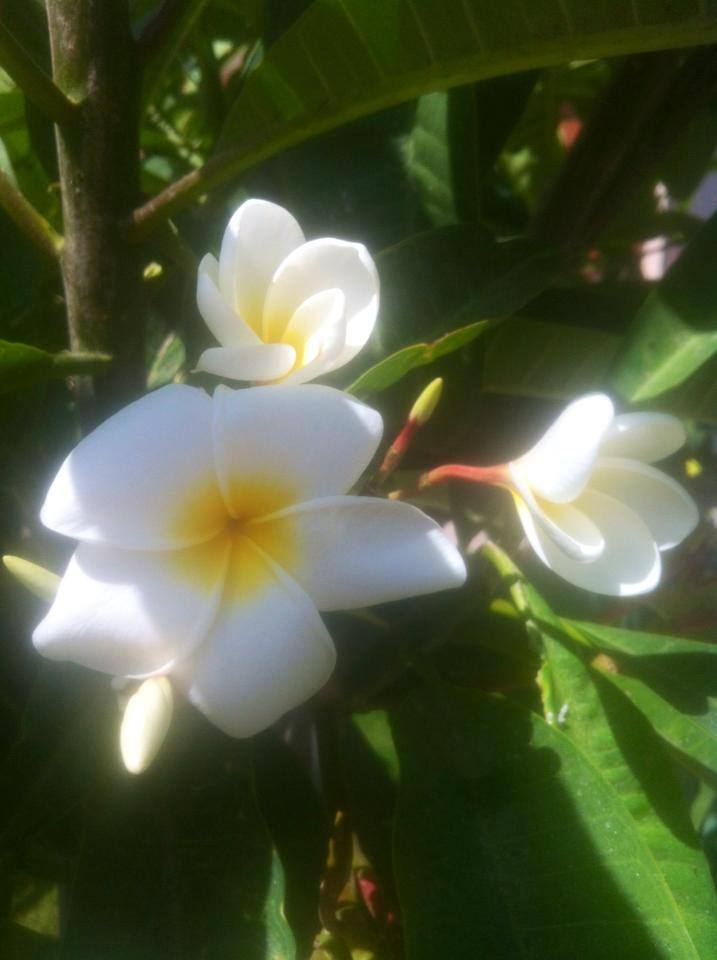 Fiore di Frangipane bianco
