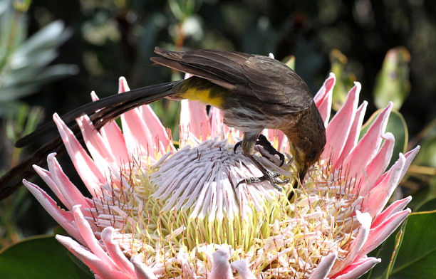 Sugarbird su Protea cynaroides