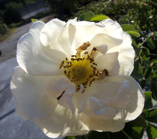 Rosa x alba semiplena