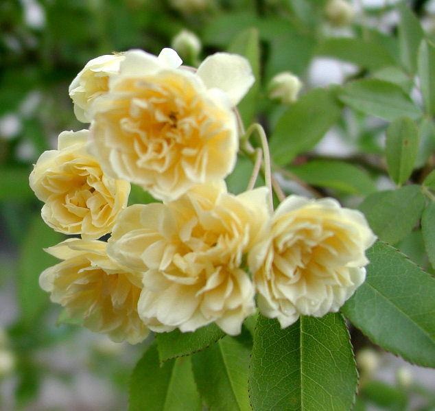 Rosa Banksiae lutea