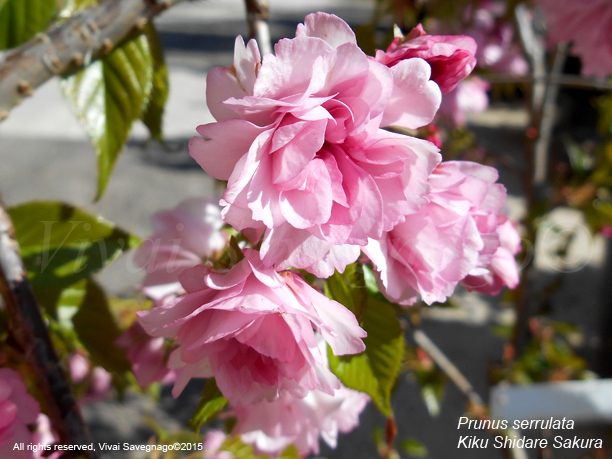 Prunus serrulata Kiku Shidare Zakura - IL GARDEN / Vivai Savegnago