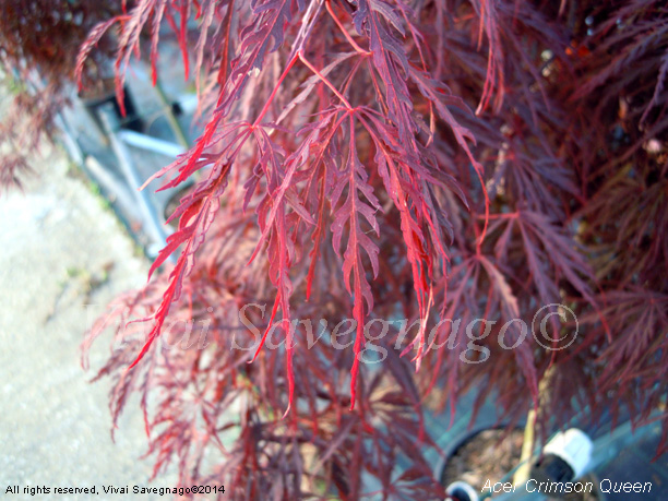 Acer Crimson Queen - IL GARDEN / Vivai Savegnago